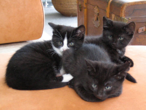 Drei Katzenbabies